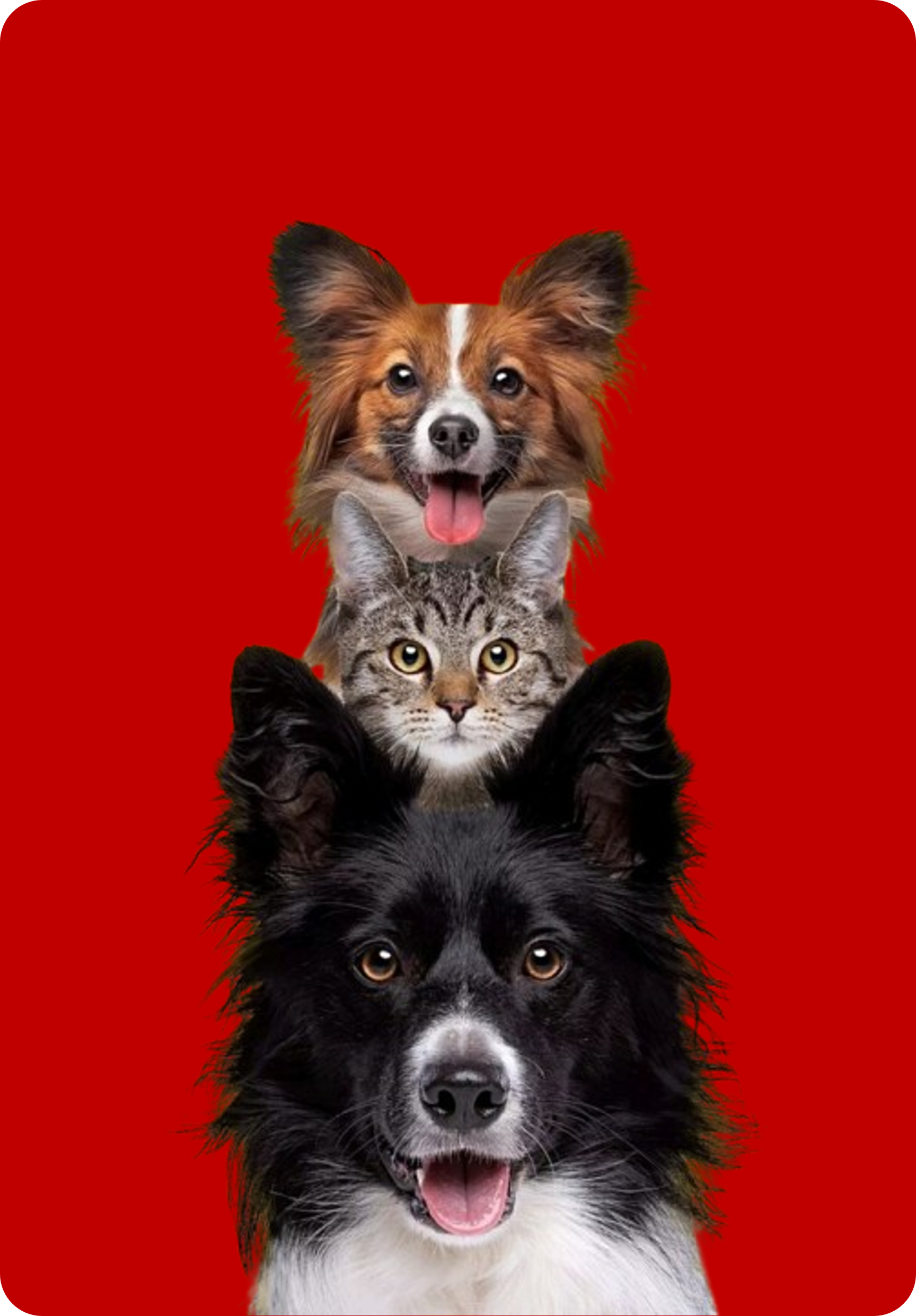 Con nosotros encontrarás claridad, honestidad y un último adiós digno, porque el amor por tu mascota merece la verdad.